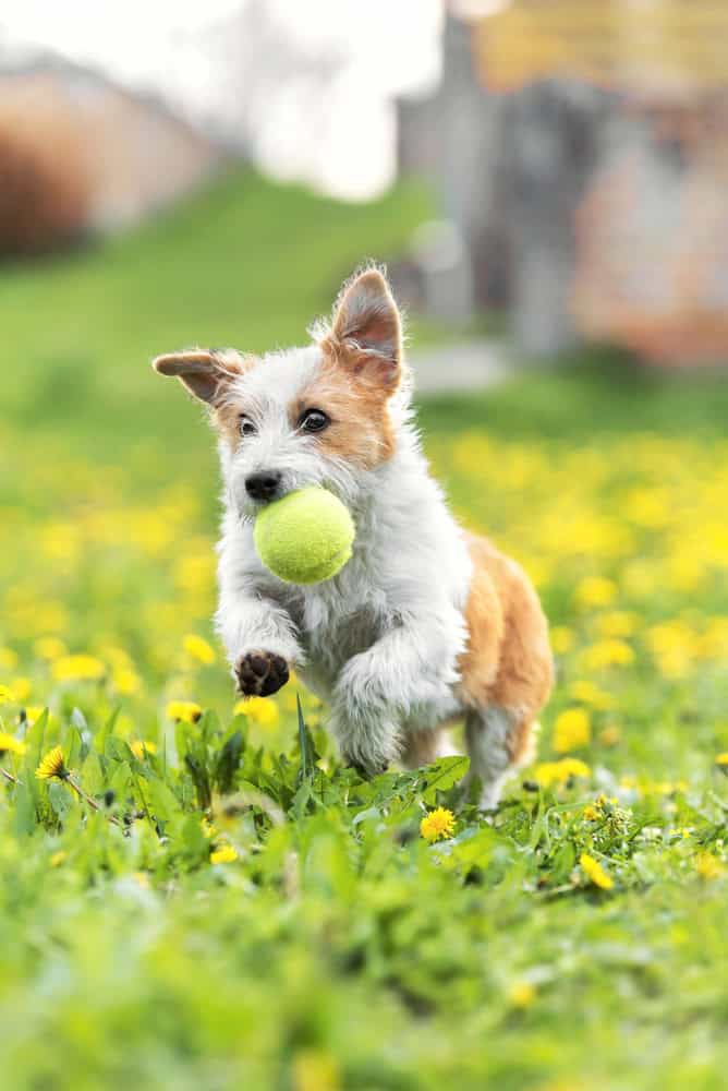 happy, active dog, running with ball outside